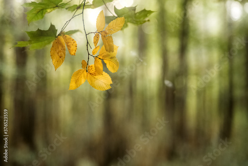 Yellow autumn leaves on twig on blurry green forest background. Selective focus