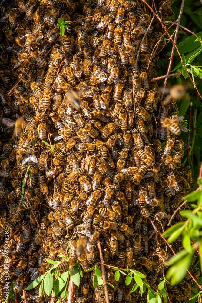 Bienenschwarm an einem Busch Bienenschwarm an einem Busch