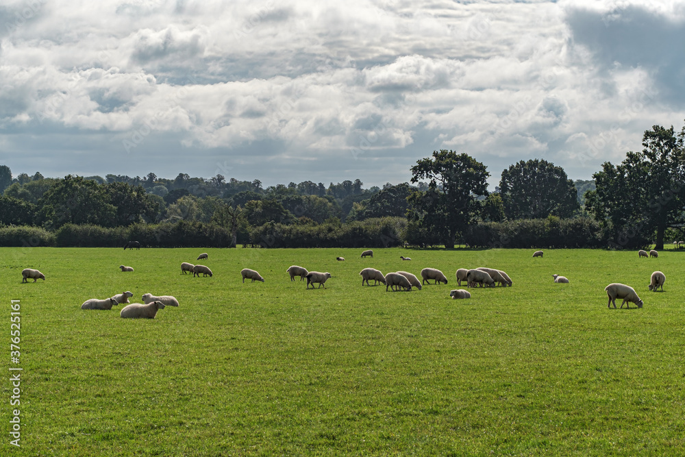 Sheep and lamb in the field