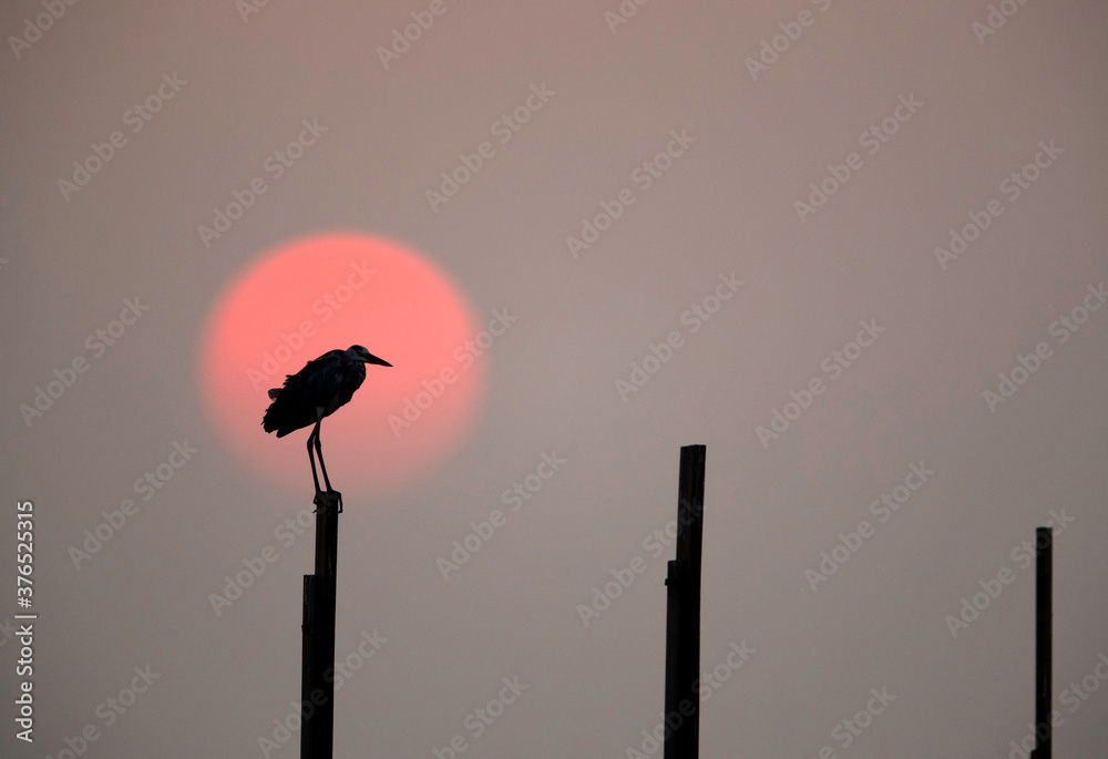 Silhouette of Grey heron during sunset at Busiateen coast, Bahrain Silhouette of Grey heron during sunset at Busiateen coast, Bahrain