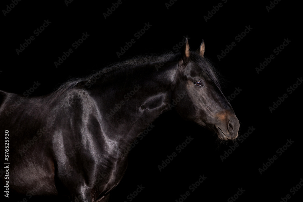 Black horse head close up isolated on black background
