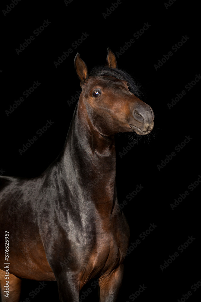 Fototapeta premium Bay horse head isolated on black background