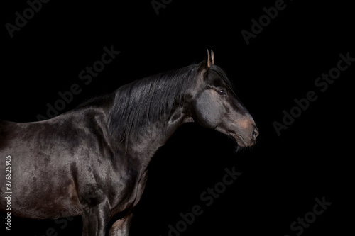 Horse portrait close up isolated on black background