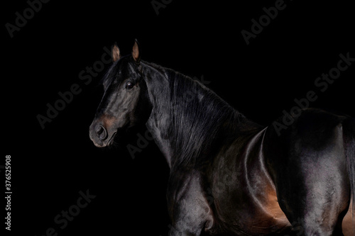 Big strong black horse head isolated on black