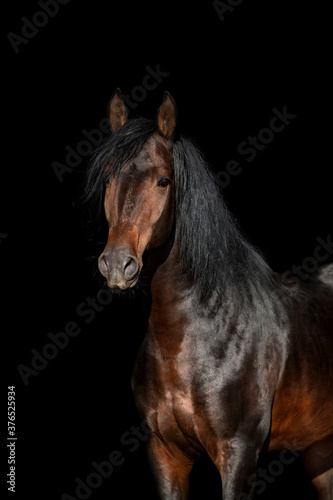 Beautiful bay horse portrait isolated on black background
