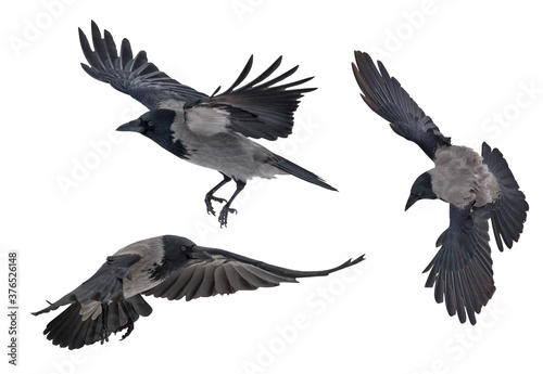 large isolated flying three grey crows © Alexander Potapov