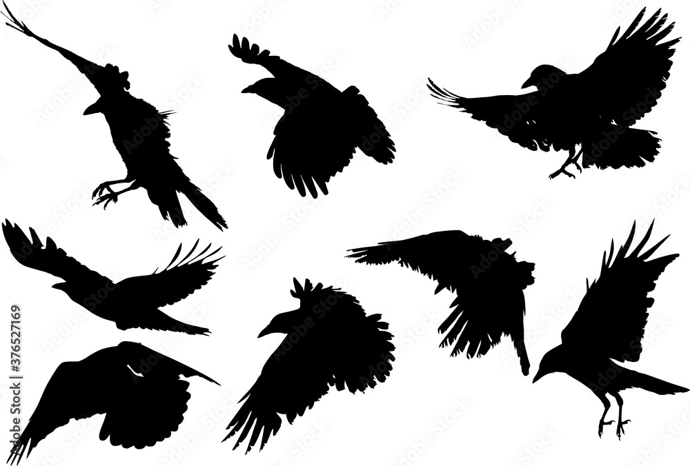 set of eight crow silhouettes isolated on white set of eight crow silhouettes isolated on white