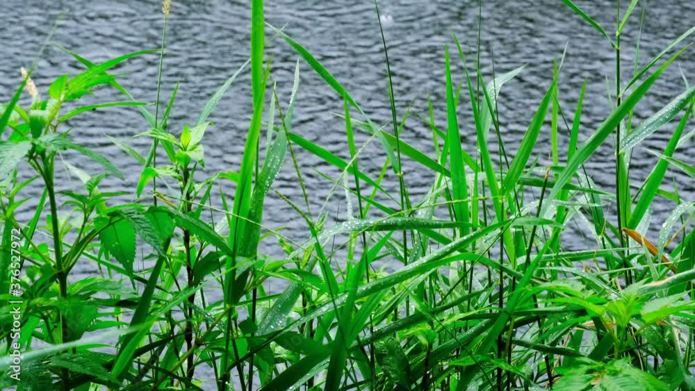 Rain drops on a water raft