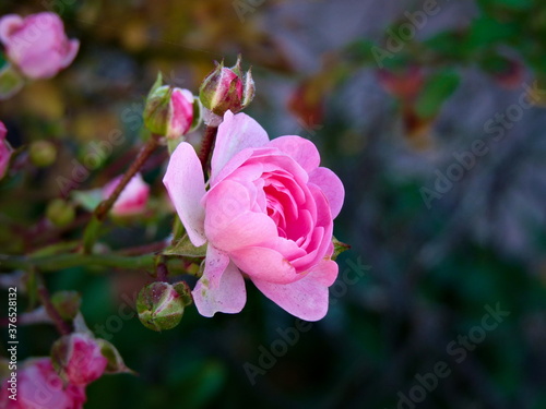 Pikne Rose - Makro