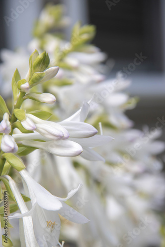 White Flowers in garden