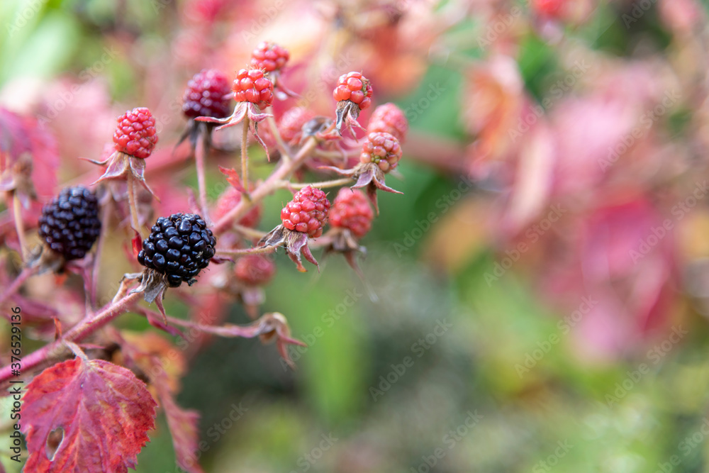 Blackberry (Rubus fruticosus), also known as Bramble, fruits ripen on a bush branch. Selective focus. Blurred background. Theme of fresh organic food. Blackberry (Rubus fruticosus), also known as Bramble, fruits ripen on a bush branch. Selective focus. Blurred background. Theme of fresh organic food.