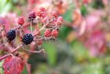 Blackberry (Rubus fruticosus), also known as Bramble, fruits ripen on a bush branch. Selective focus. Blurred background. Theme of fresh organic food.
