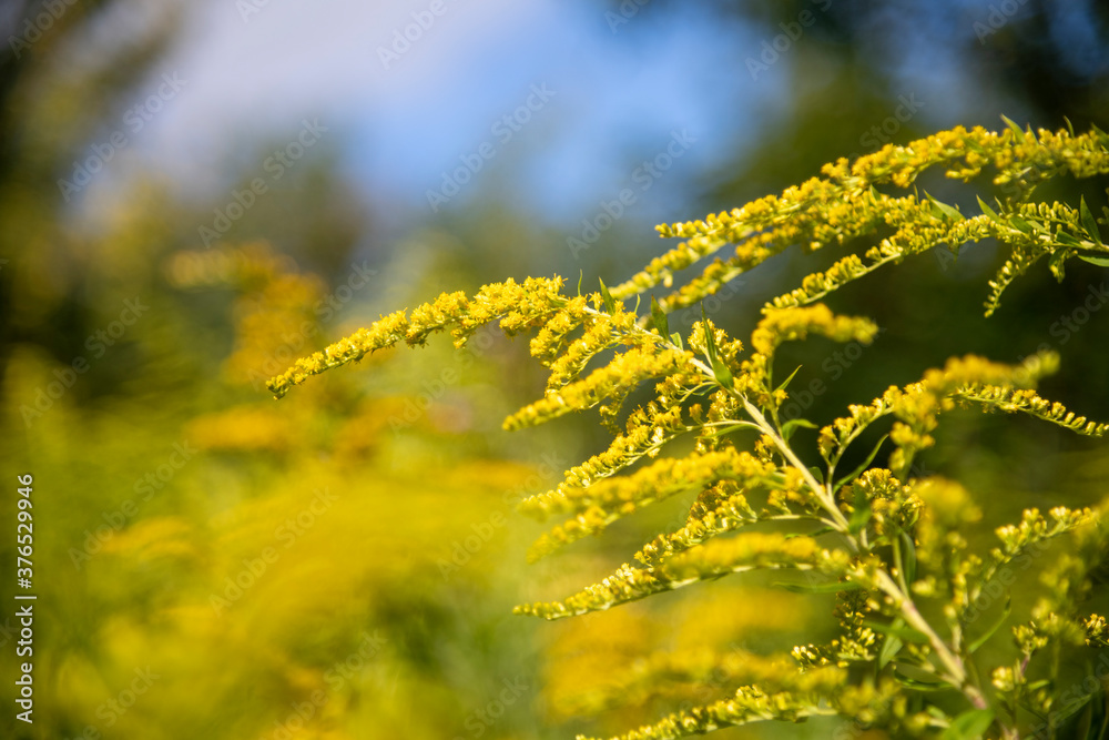 View of Solidago altissima, the Canada goldenrod or late goldenrod, flowers on the meadow in summer. Blurred background. Selective focus. State flower of the U.S. states of Kentucky and Nebraska. View of Solidago altissima, the Canada goldenrod or late goldenrod, flowers on the meadow in summer. Blurred background. Selective focus. State flower of the U.S. states of Kentucky and Nebraska.