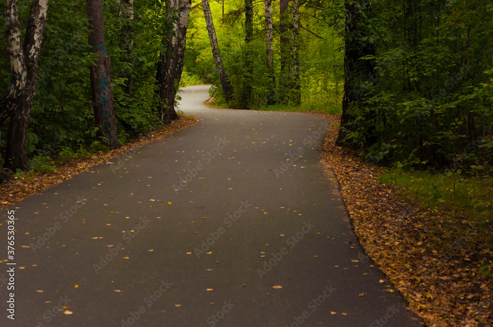 Autumn road in the forest, landscape. Autumn forest. Autumn background with copy space. Autumn road in the forest, landscape. Autumn forest. Autumn background with copy space.