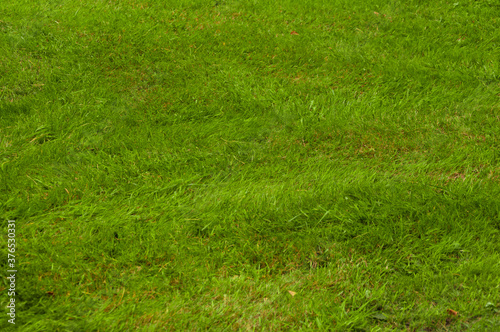 The surface of the lawn, the texture of mown grass. Mown grass on the lawn near the house