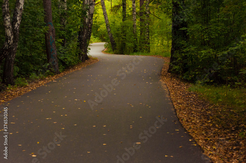 Autumn road in the forest, landscape. Autumn forest. Autumn background with copy space.