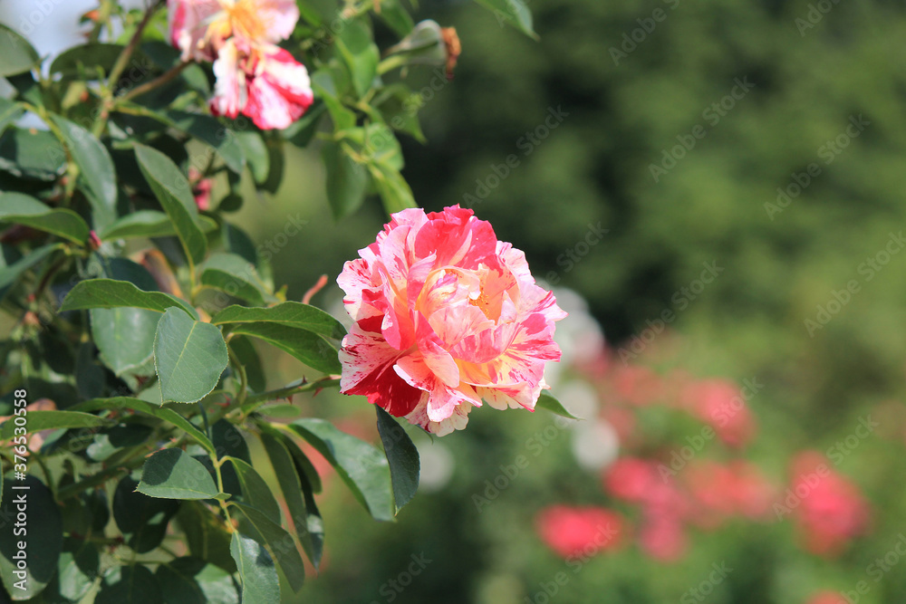 bright beautiful flowers in botanical garden bright beautiful flowers in botanical garden
