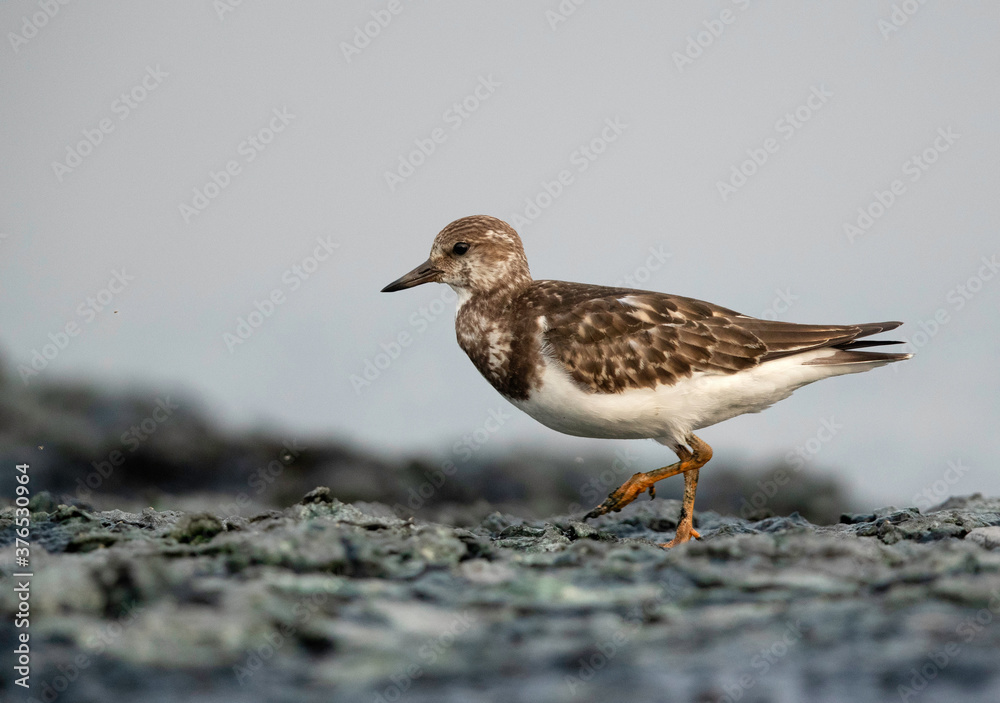 Ruddy Turnstone on walk at Tubli bay , Bahrain Ruddy Turnstone on walk at Tubli bay , Bahrain