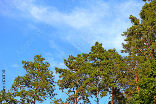 pine forest on a background of blue autumn sky