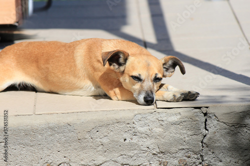 Slika na platnu cute dog