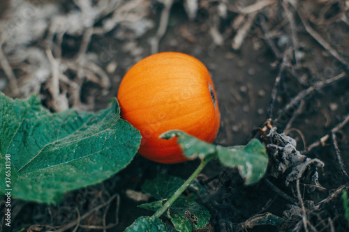 Autumn fall harvest. Cute small red organic pumpkin growing on farm. Red yellow ripe pumpkin lying on ground in garden outdoors. Natural eco background. Halloween Thanksgiving holiday.