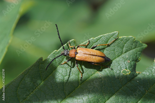 Female Red-brown Longhorn Beetle (Stictoleptura rubra), family Cerambycidae on a leaf in the dunes. Netherlands, July 