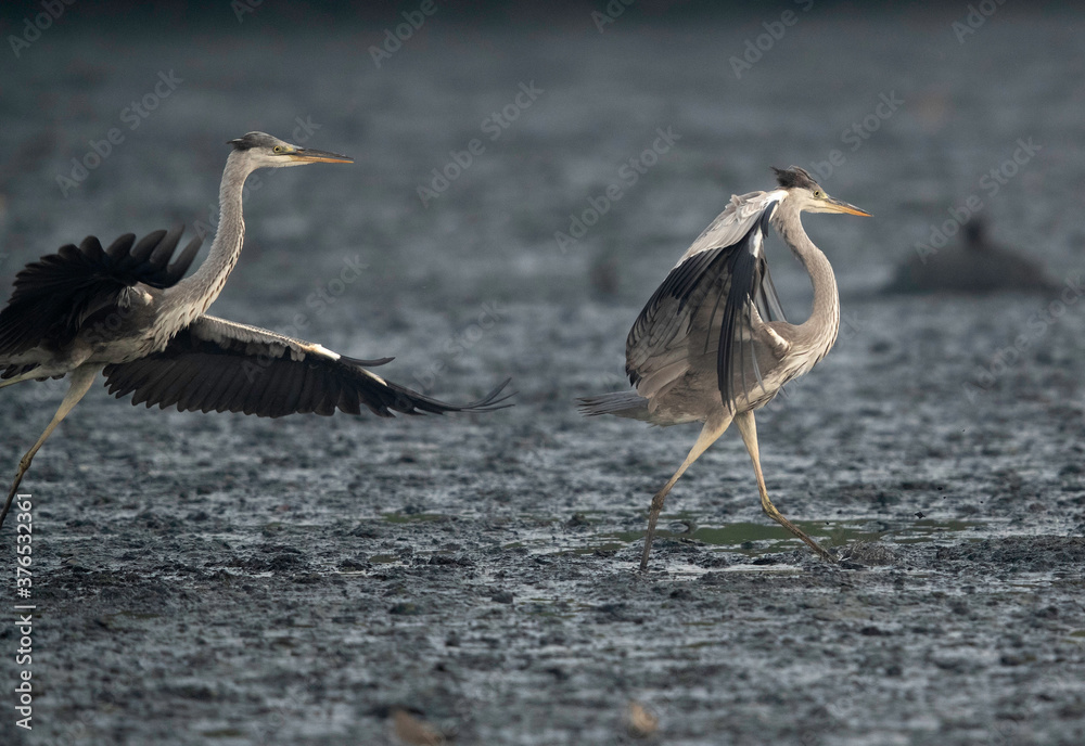 Obraz premium Grey Heron territorial fight at Tubli Bay, Bahrain