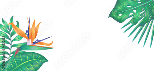 Different tropical leaves and strelitzia flower isolated on white.