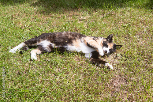 Lying tortoiseshell cat relaxing in a garden