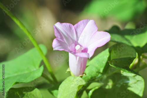 Closeup shot of a purple littlebell photo