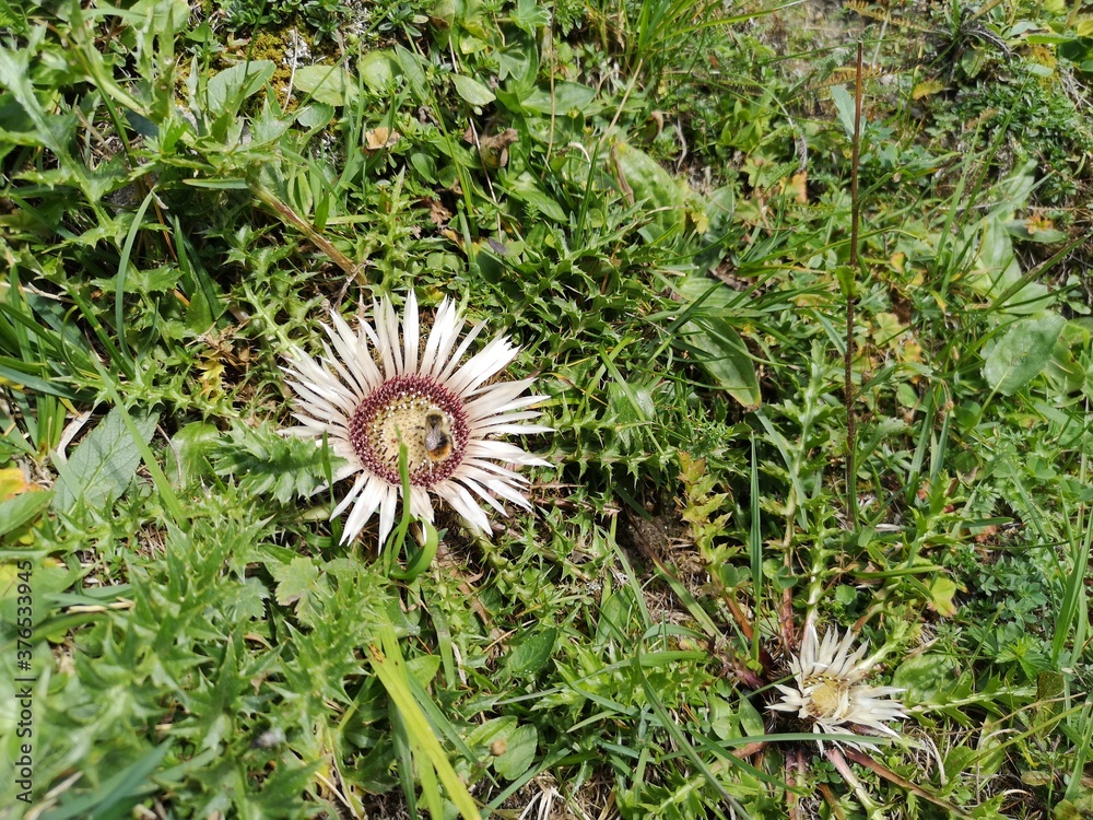 Biene die auf einer blühenden Distel sitzt. Biene die auf einer blühenden Distel sitzt.