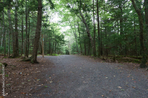 Fototapeta Naklejka Na Ścianę i Meble -  path in the woods