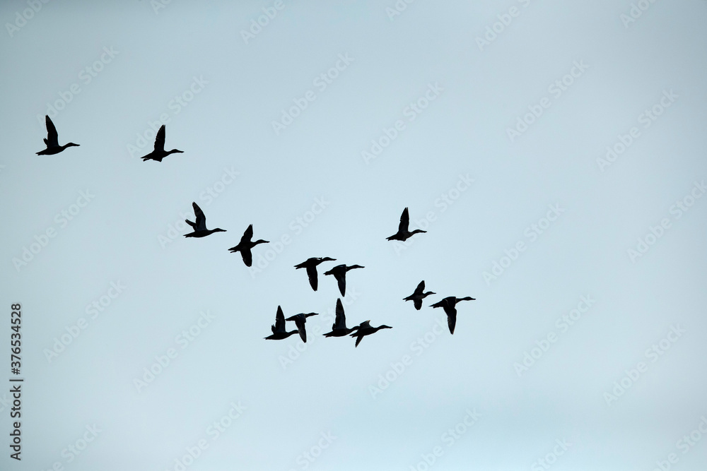 Obraz premium Northern Shoveler flying at Eker creek, Bahrain