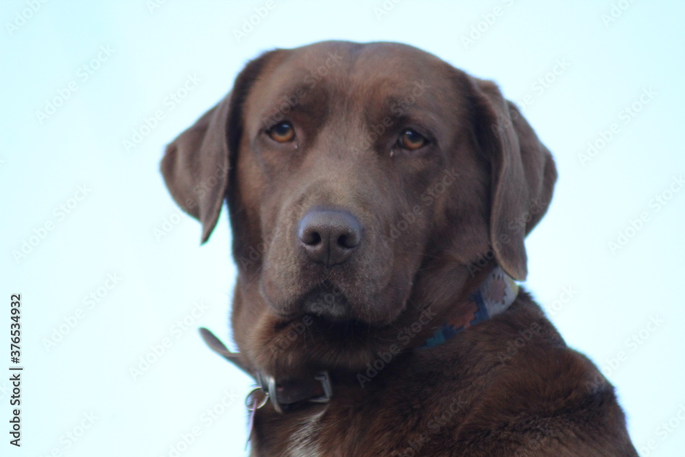 chocolate labrador retriever