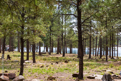 Landscapes in Arizona with trees and views