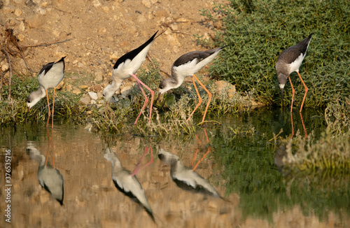 Black-winged Stilts and reflection on water at Hamala , Bahrain