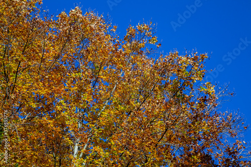 autumn yellow leaves in  blue sky