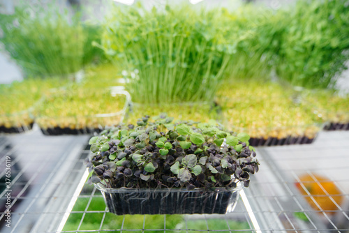 Wallpaper Mural Juicy and young sprouts of micro greens in the greenhouse. Growing seeds. Healthy eating Torontodigital.ca