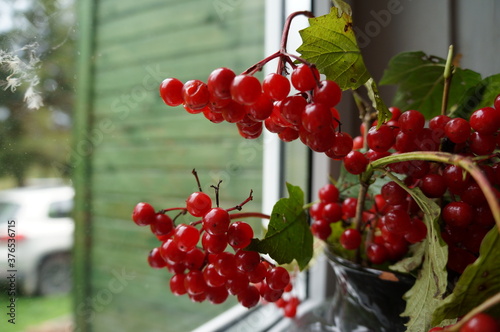red currant berries