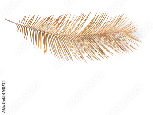 Golden palm leaf. Isolated on white. High quality photo.