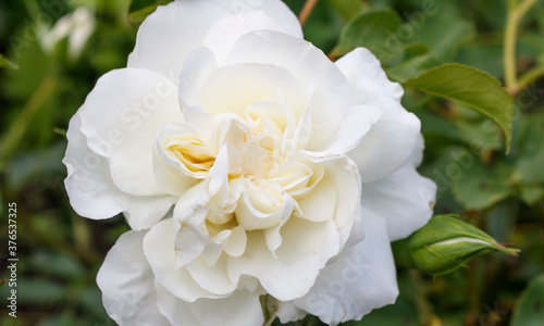 White rose close up Hello spring
