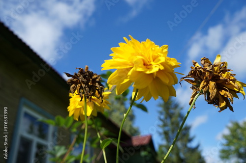 yellow flowers against blue sky
