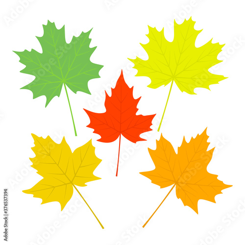 Multicolored maple leaves isolated on white - set of yellow  orange  red and green leaves for autumn design