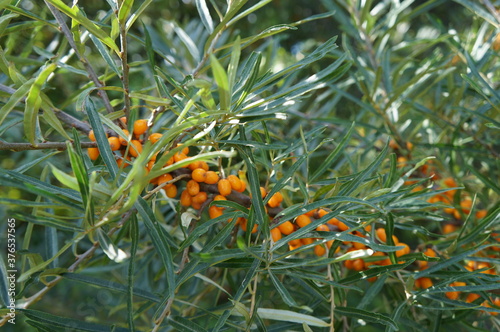 orange flower in the forest