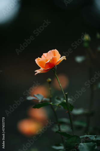 Rose flowers with blured background