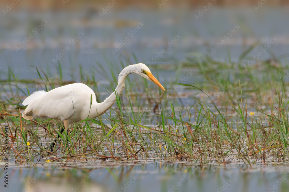 Fototapeta premium Great white egret (Ardea alba) - white heron