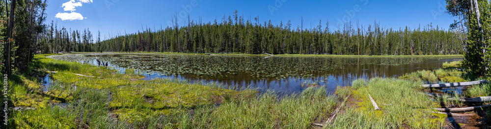 Lily Pad Lake in Yellowstone National Park Lily Pad Lake in Yellowstone National Park