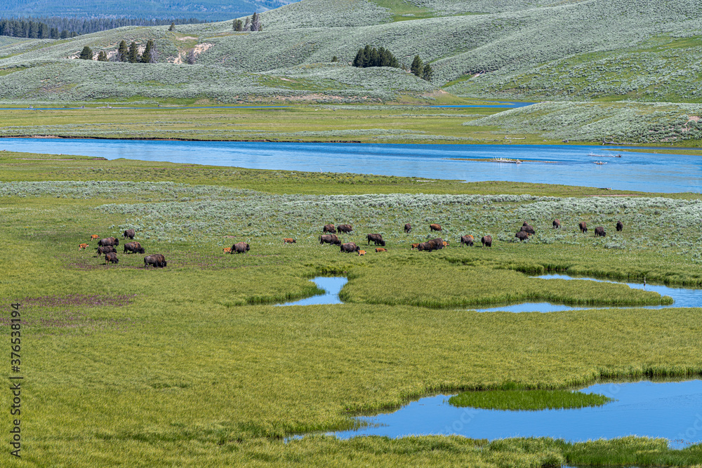 Hayden Valley and Bison, Yellowstone National Park