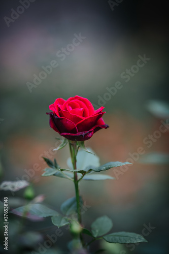 Fototapeta Naklejka Na Ścianę i Meble -  Rose flowers with blured background
