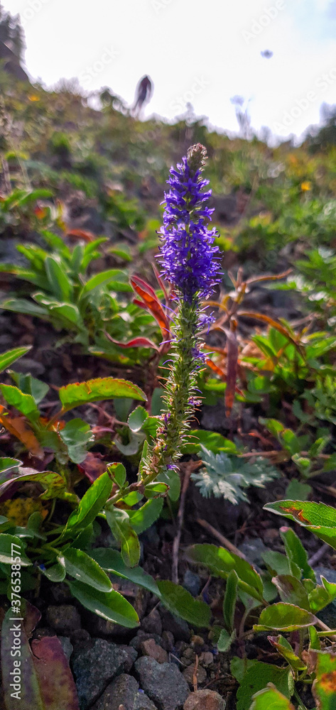 Obraz premium flowers on the rocks